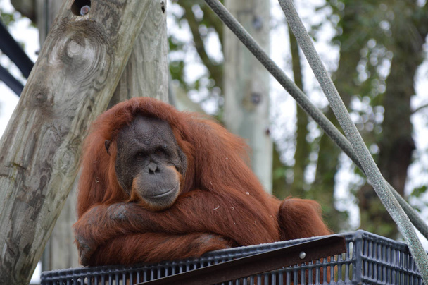 A platform orangután - Fotó, kép
