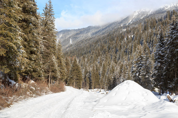 Zimową snowy ścieżki z drzew w górach Alp stubaiskich, Austria - Zdjęcie, obraz