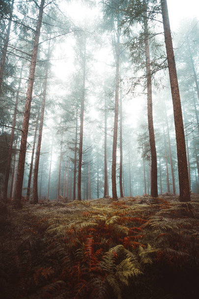 Strada nella foresta nebbiosa - Foto, immagini