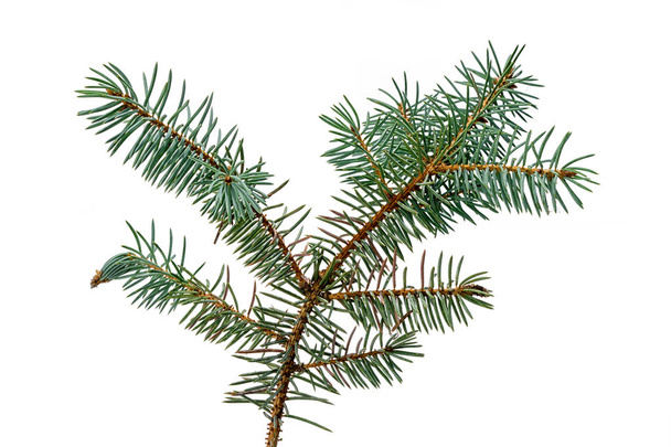 Fir branch isolated on white background as an element for your Christmas decor - Photo, Image