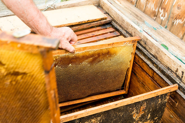 Εγκατάσταση των πλαισίων με κηρήθρες και στην κυψέλη. Εργασία μελισσοκόμου. Επούλωση των προϊόντων της μελισσοκομίας. Μαΐου, μέλι ανθέων. - Φωτογραφία, εικόνα