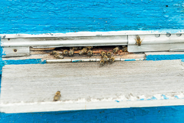 Κυψέλη - το σπίτι των μελισσών στην αγκαλιά της φύσης. Εργασία μελισσοκόμου. Επούλωση των προϊόντων της μελισσοκομίας. Μαΐου, μέλι ανθέων. - Φωτογραφία, εικόνα