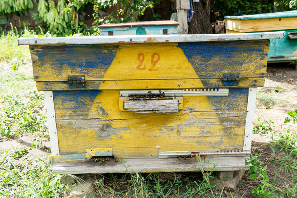 Méhkas - a ház a természet kebelén a méhek. Méhész dolgozik. Méhészeti termék gyógyító. Május, virágméz. - Fotó, kép