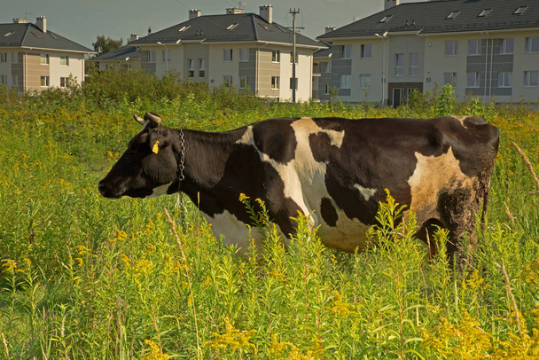 Un primer plano de una vaca pastando en un prado cerca de una urbanización
 - Foto, imagen