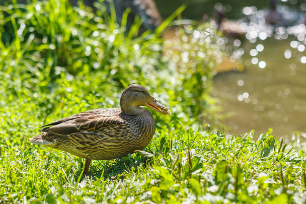 Duck in the Catherine Park - Fotoğraf, Görsel