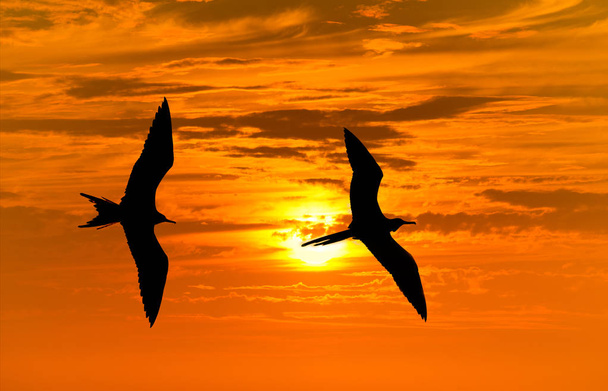 Silueta de aves Volando
 - Foto, imagen