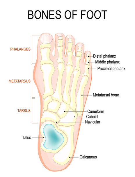 Кости ног
 - Вектор,изображение