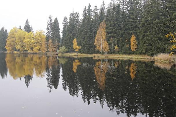 Forêt sur les rives de l'étang
 - Photo, image