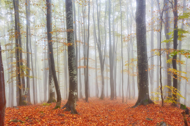 Paisagem de outono em madeira nebulosa
 - Foto, Imagem