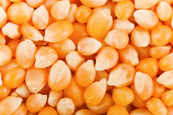 Dry maize seeds - Foto, Imagen