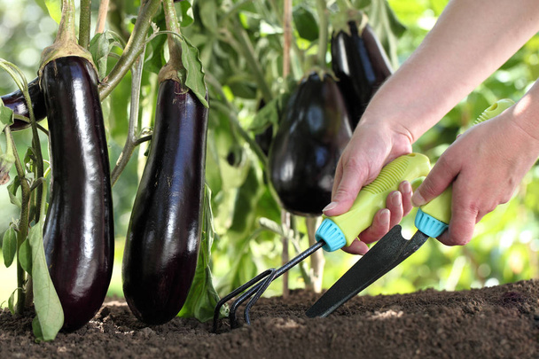hands works the soil with tools, eggplants plants in vegetable ga - Photo, Image