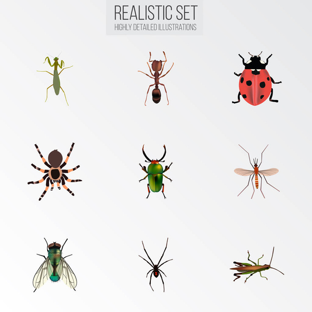 realistische Heuschrecken, Stubenfliegen, Vogelspinnen und andere Vektorelemente. Satz von Bug realistischen Symbolen enthält auch lebendige, Insekten, Stubenfliegen Objekte. - Vektor, Bild