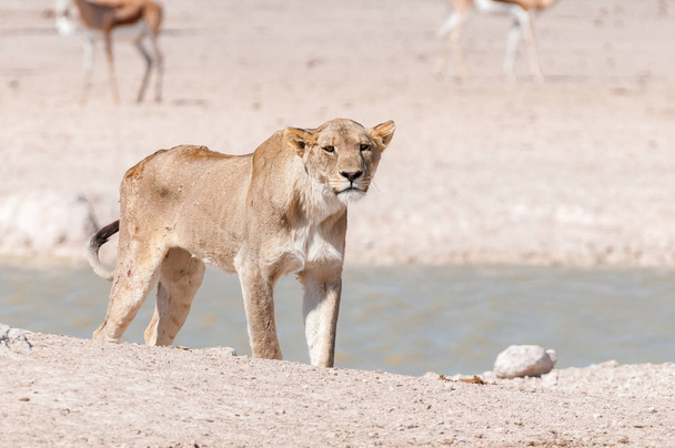 Afrikai oroszlán, például egy víznyelő látható sebek és hegek - Fotó, kép
