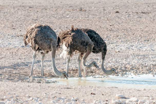 Три страуса пьют воду у водопоя в Северном Намиби
 - Фото, изображение
