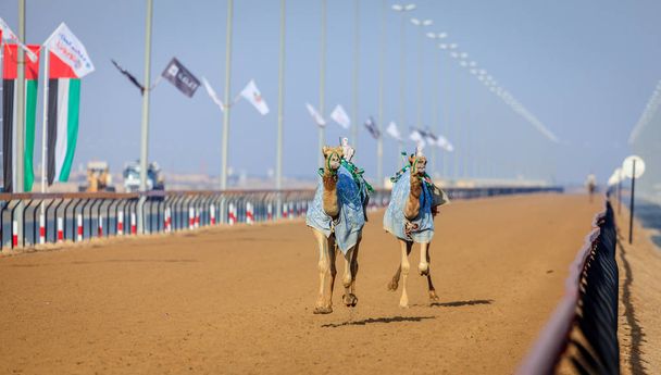 Courses de chameaux à Dubaï
 - Photo, image