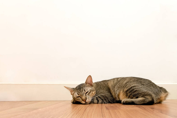 Chat dormant sur le sol en bois avec mur blanc vide. adorable repos chat yeux fermés à la maison
. - Photo, image