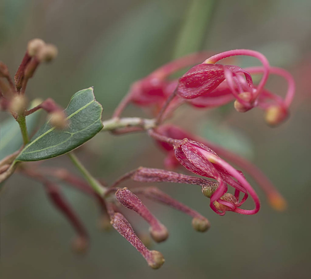 Flor silvestre roja australiana Grevillea splendour macro
 - Foto, Imagen