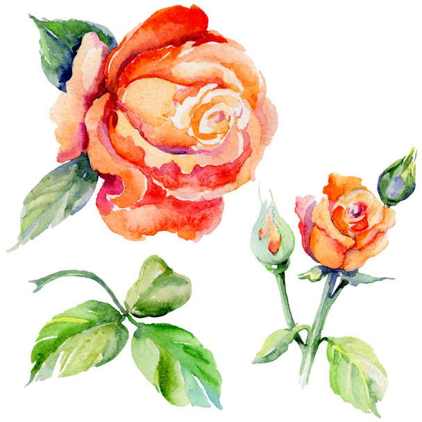 Wildflower rose flower in a watercolor style isolated. - Valokuva, kuva