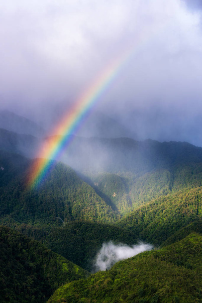 Spektrum erdő a szivárvány - Fotó, kép
