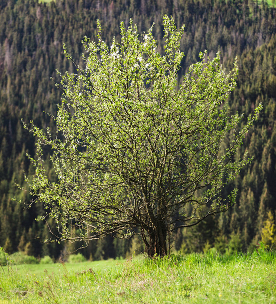 eenzame boom op een achtergrond van bergen - Foto, afbeelding