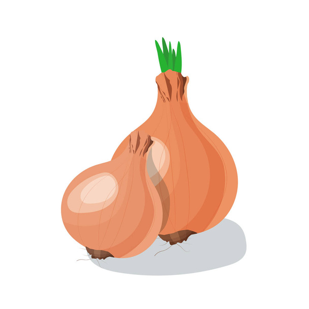 Ilustración vectorial de cebolla aislada
 - Vector, imagen