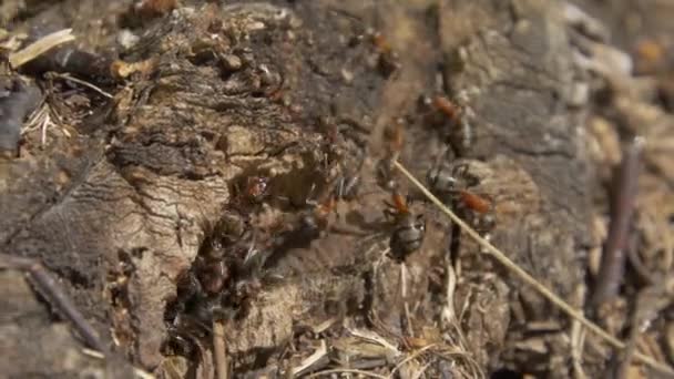 Ameisen in der Natur. Teamwork: schwarze und rote Ameisen auf einer Holzoberfläche mit Steinen. Ameisen marschieren auf einem Ast - Filmmaterial, Video