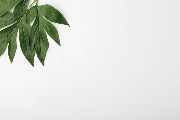 White background with green leaves, flat composition - Photo, image