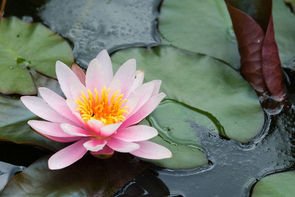 Цветок лотоса в озере
  - Фото, изображение