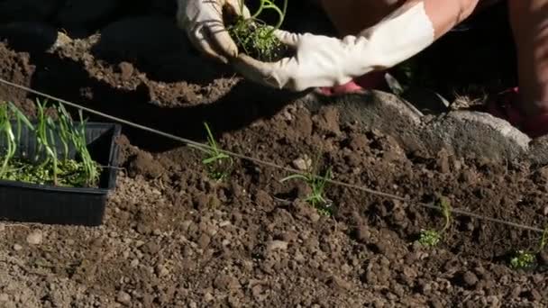 woman planting onions in the garden - Materiał filmowy, wideo