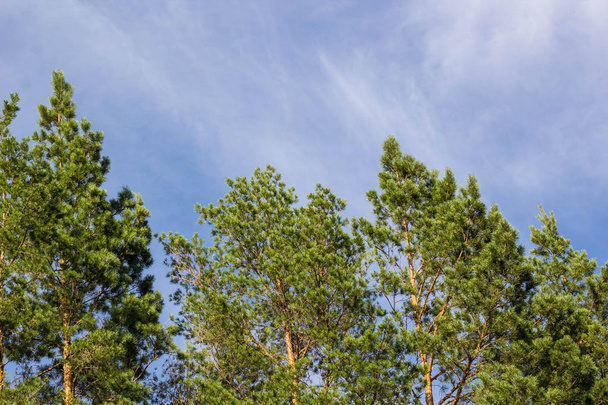 tall pine tree against a blue sky with clouds - Photo, Image