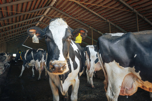 Krávy na farmy nebo dobytka kravína - Fotografie, Obrázek