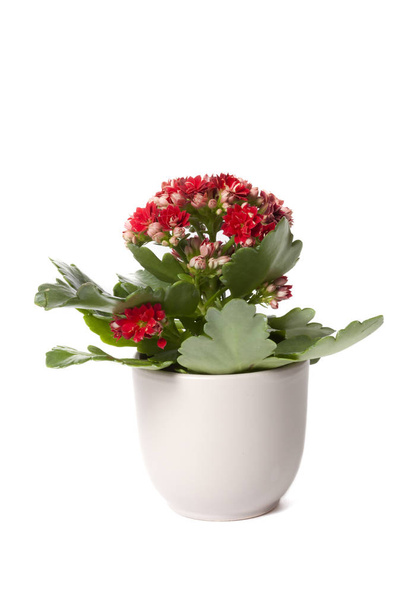 Red kalanchoe in flower pot - Photo, Image