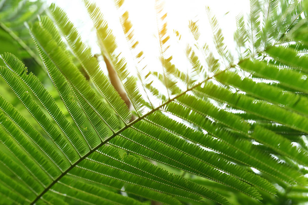 abstract green leaves in nature, sunlight through leaf on tree - Foto, afbeelding