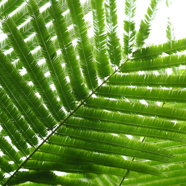 abstract green leaves in nature background - Photo, Image
