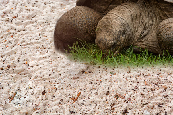  Aldabra Seychelles giant tortoise - Photo, Image