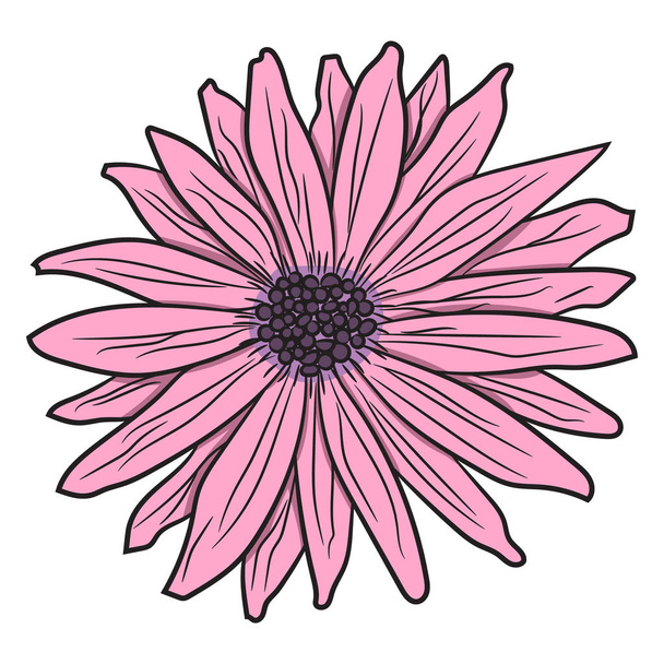 Pink gerbera. Vector illustration. Drawing by hand. - Vector, Image