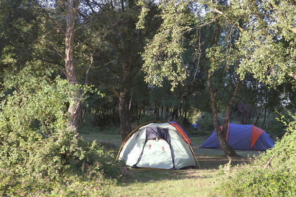 Kolorowe namioty pod drzewami na kempingu lasu - Zdjęcie, obraz