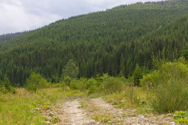 ウクライナのカルパチア山脈におけるトウヒの林。持続可能な明確な生態系 - 写真・画像