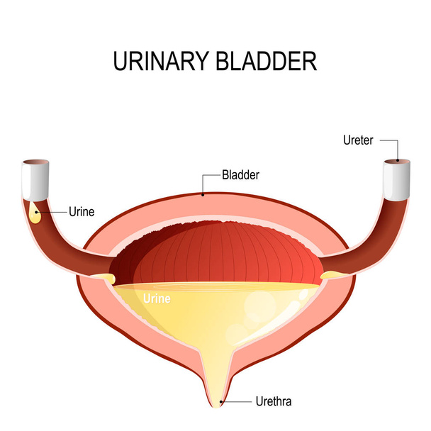 Bexiga urinária com urina
. - Vetor, Imagem