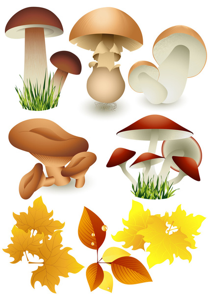 Mushroom_set - Вектор,изображение