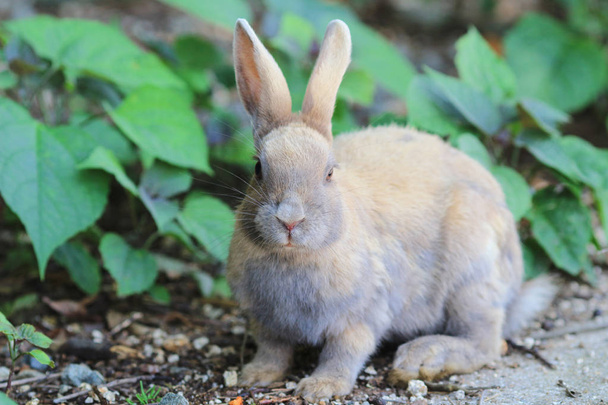 Милый кролик в Окуносиме, Хиросима, Япония
 - Фото, изображение