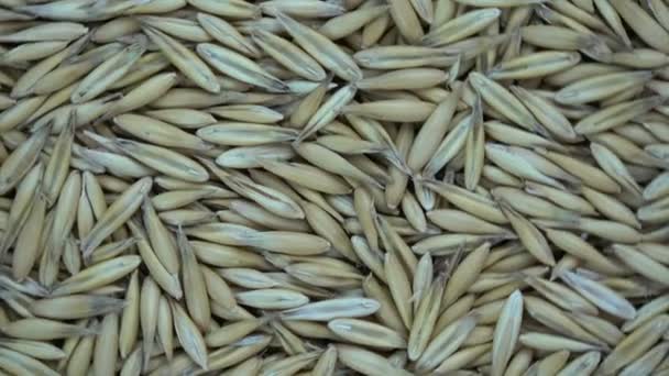 Pyörivä kauran siementen tausta
 - Materiaali, video