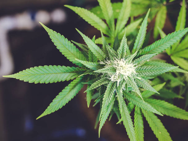 Расплывчатый марихуаны фон с листьями и почки растет на заводе
 - Фото, изображение