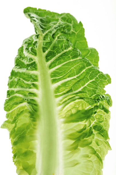 lettuce - Foto, afbeelding