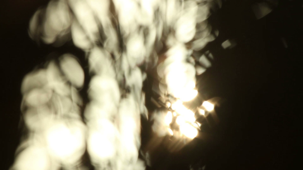 Silhouette von Palmen, die bei Sonnenuntergang sanft im Wind weht, Mexiko - Filmmaterial, Video