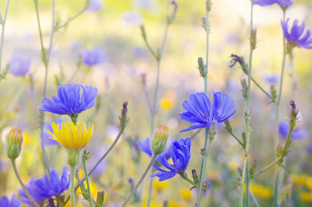 Sárga egy kék wildflowers. Szag vadvirágok, közeli - Fotó, kép
