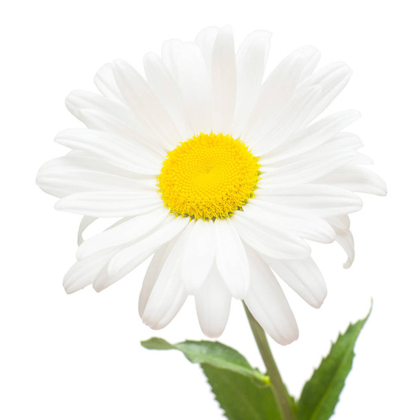 Один белый цветок маргаритки изолирован на белом фоне. Плоская кладка, т
 - Фото, изображение