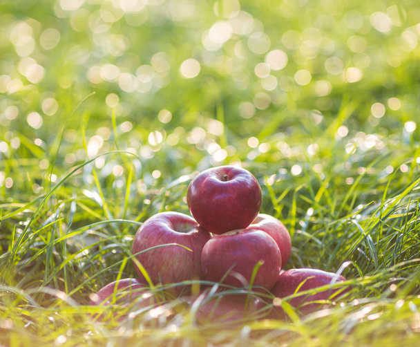 Kırmızı elma elma ağacının altında çimlerin üzerine. Sonbahar arka plan - bahçede yer yeşil düşmüş. - Fotoğraf, Görsel