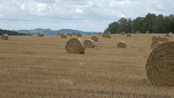 Wheat field after harvest with straw bales. Row of straw bales on the field. Agricultural landscape. - Footage, Video