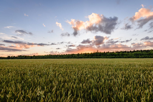 campos de campo en verano con puesta de sol dramática
 - Foto, imagen